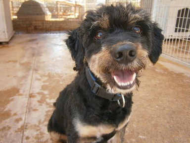 Dog in an animal shelter